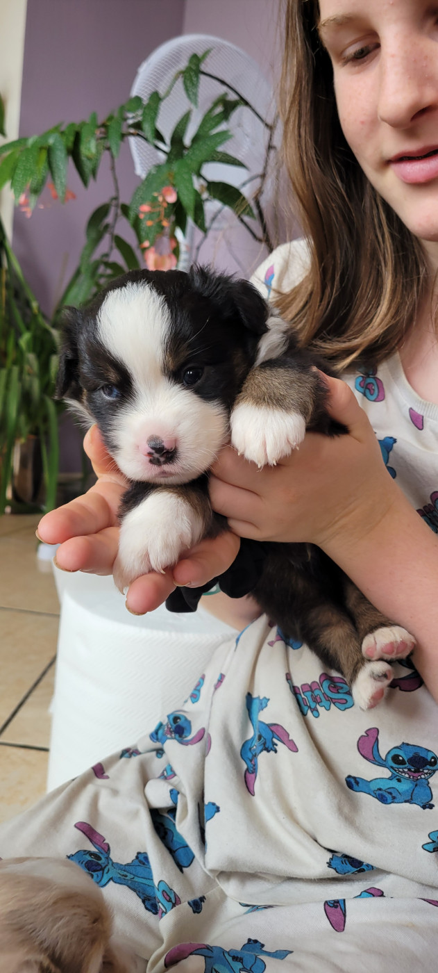 Des Molosses De Timoulys - Chiots disponibles - Berger Américain Miniature 