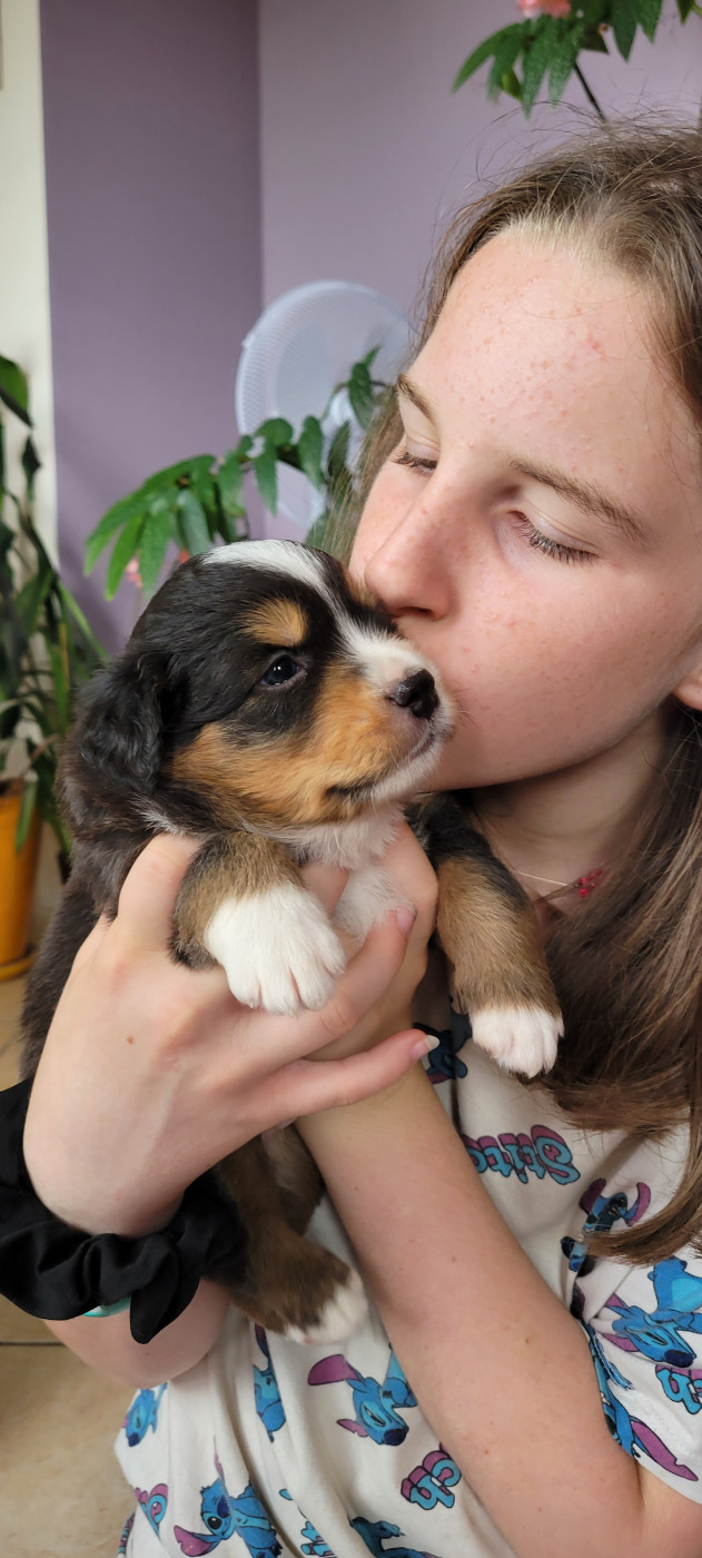 Des Molosses De Timoulys - Chiots disponibles - Berger Américain Miniature 