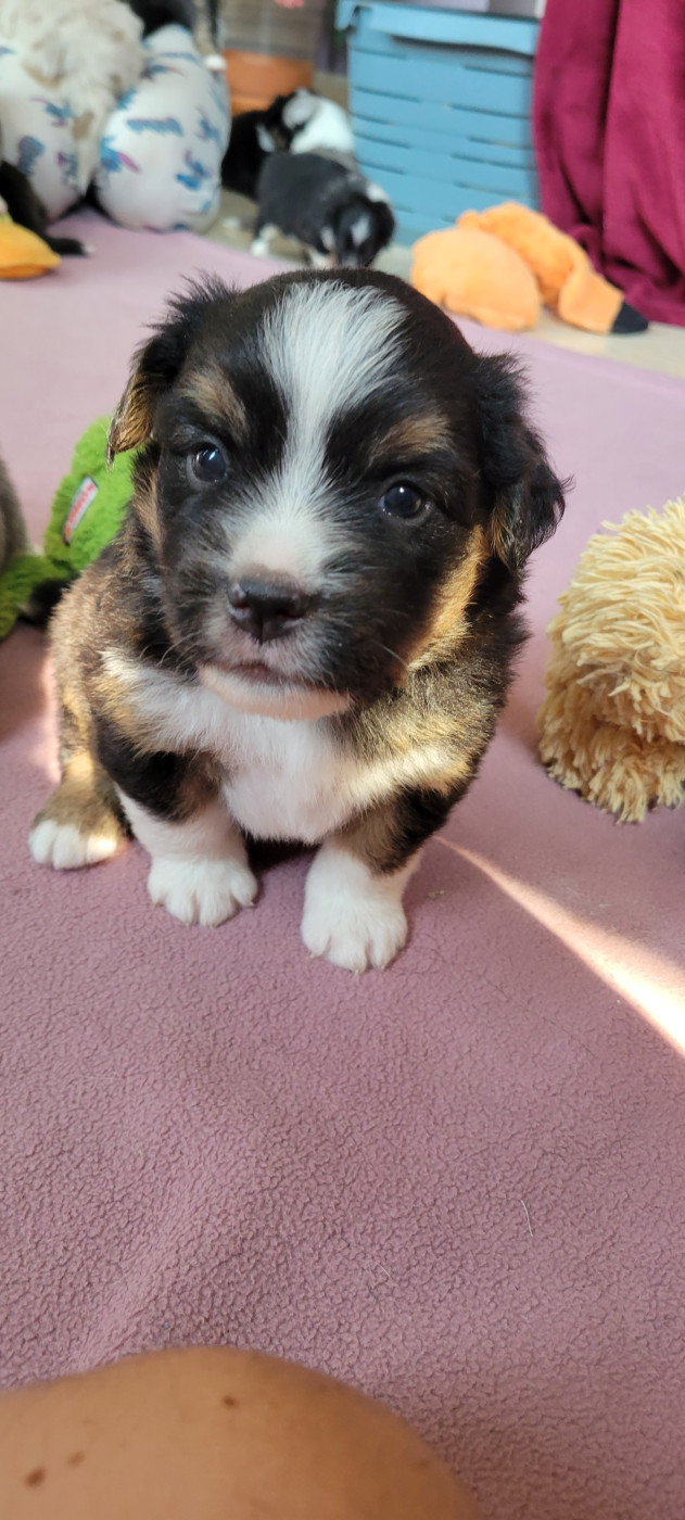 Des Molosses De Timoulys - Chiots disponibles - Berger Américain Miniature 