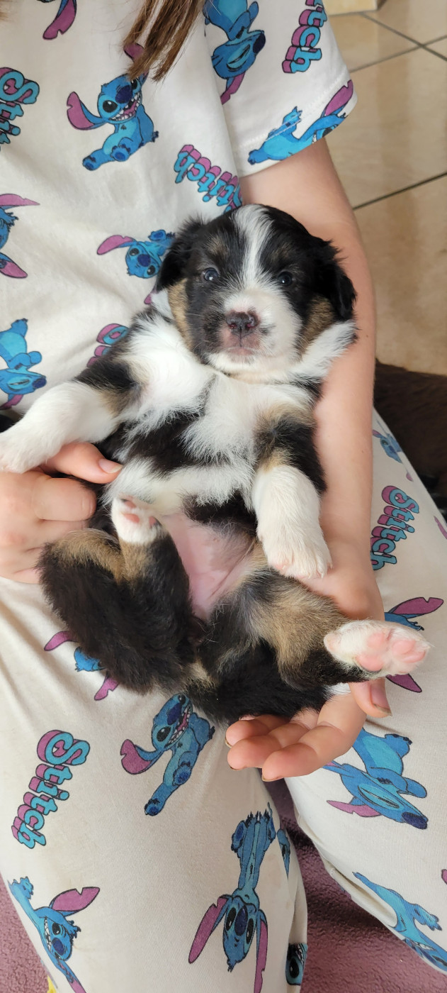 Des Molosses De Timoulys - Chiots disponibles - Berger Américain Miniature 