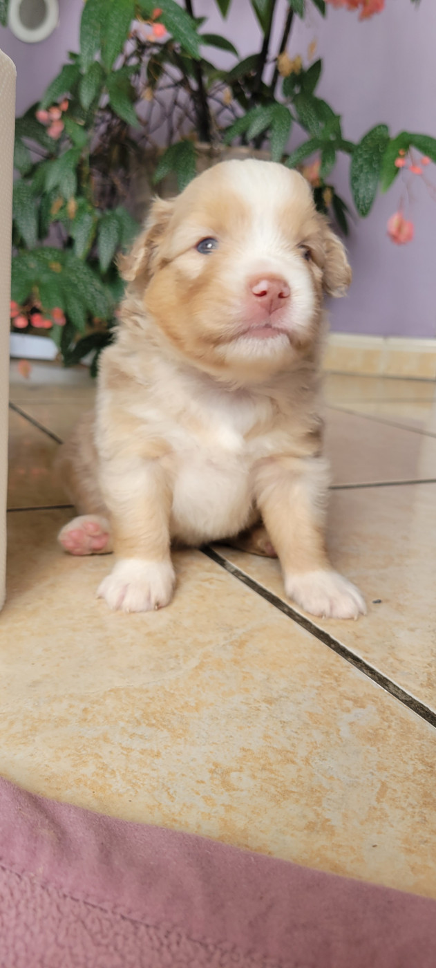 Des Molosses De Timoulys - Chiots disponibles - Berger Américain Miniature 