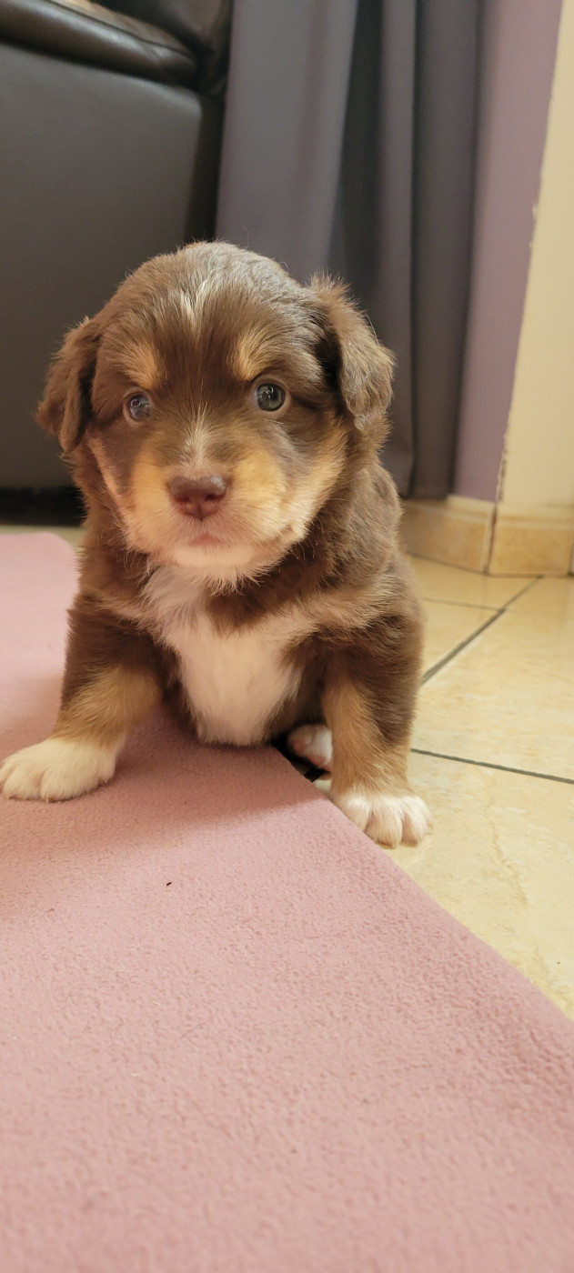 Des Molosses De Timoulys - Chiots disponibles - Berger Américain Miniature 