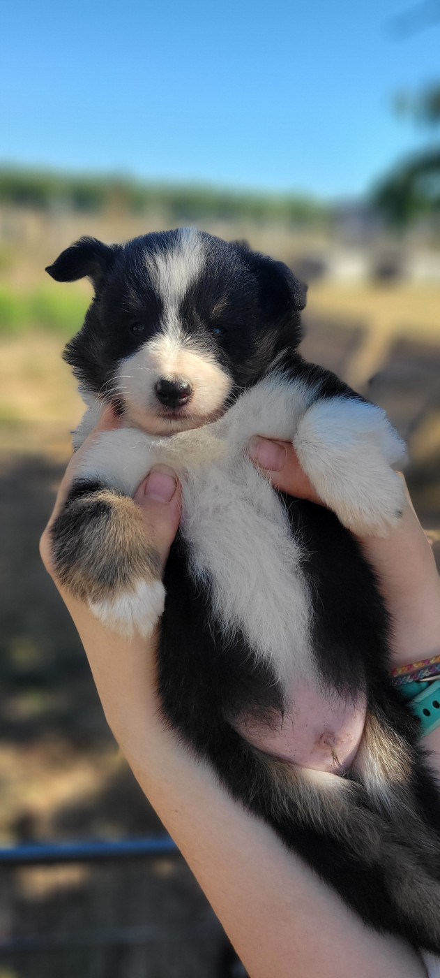Des Molosses De Timoulys - Chiots disponibles - Shetland Sheepdog
