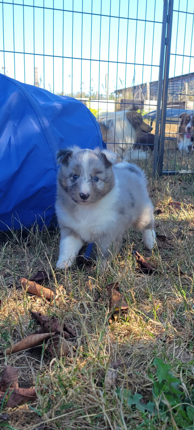 Des Molosses De Timoulys - Chiots disponibles - Shetland Sheepdog