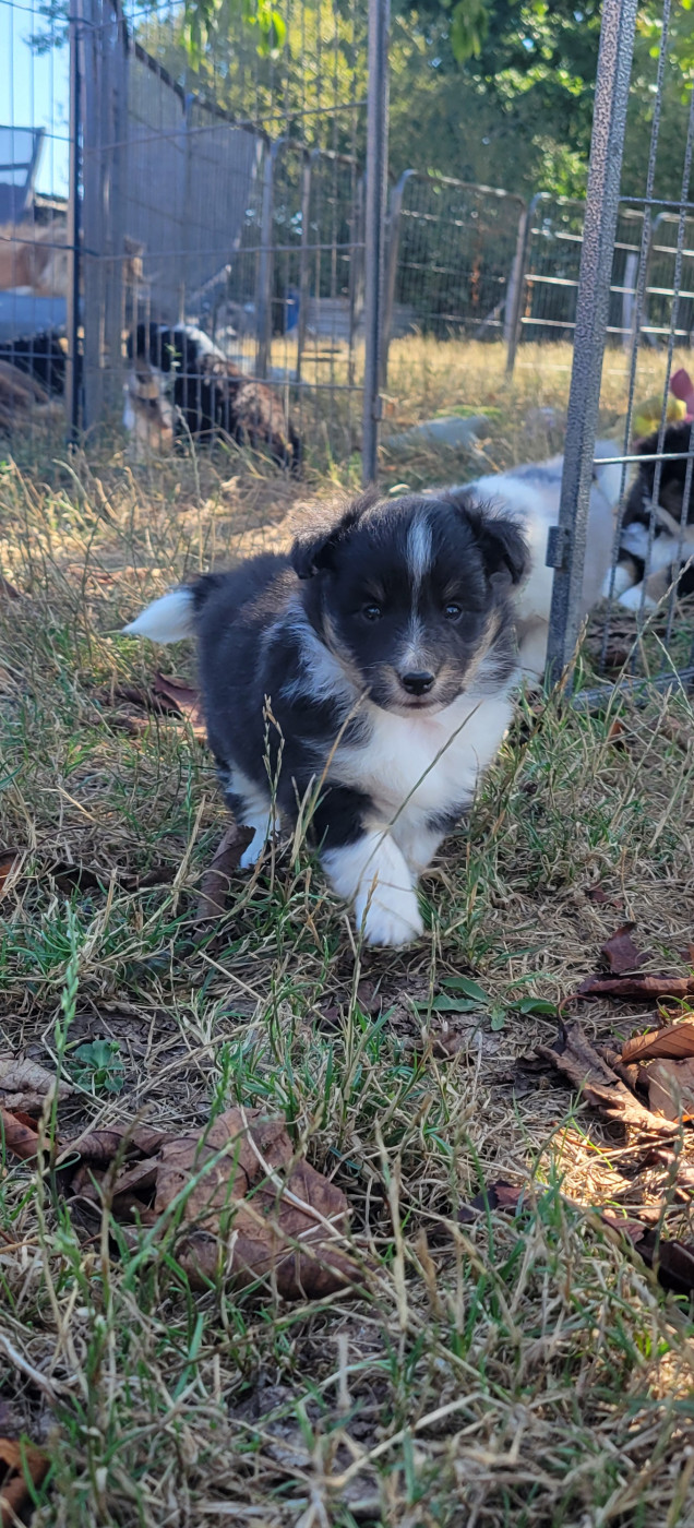 Des Molosses De Timoulys - Chiots disponibles - Shetland Sheepdog
