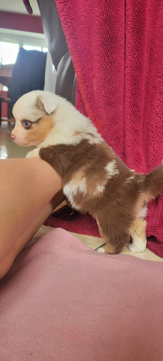 Des Molosses De Timoulys - Chiots disponibles - Berger Américain Miniature 