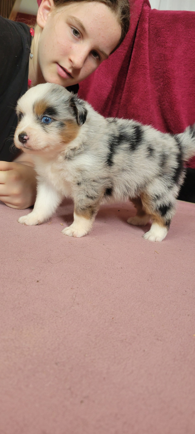 Des Molosses De Timoulys - Chiots disponibles - Berger Américain Miniature 