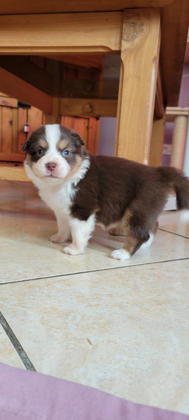 Des Molosses De Timoulys - Chiots disponibles - Berger Américain Miniature 