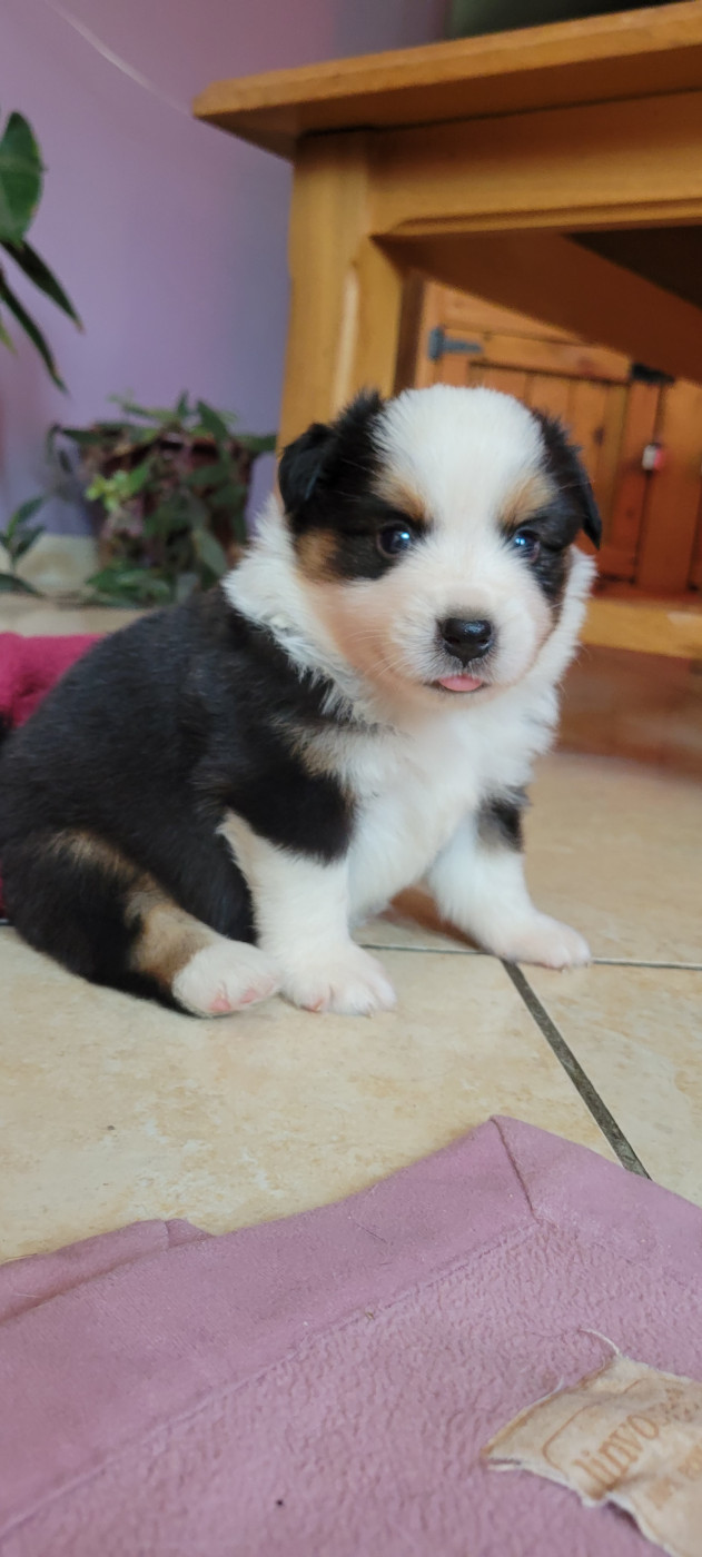 Des Molosses De Timoulys - Chiots disponibles - Berger Américain Miniature 