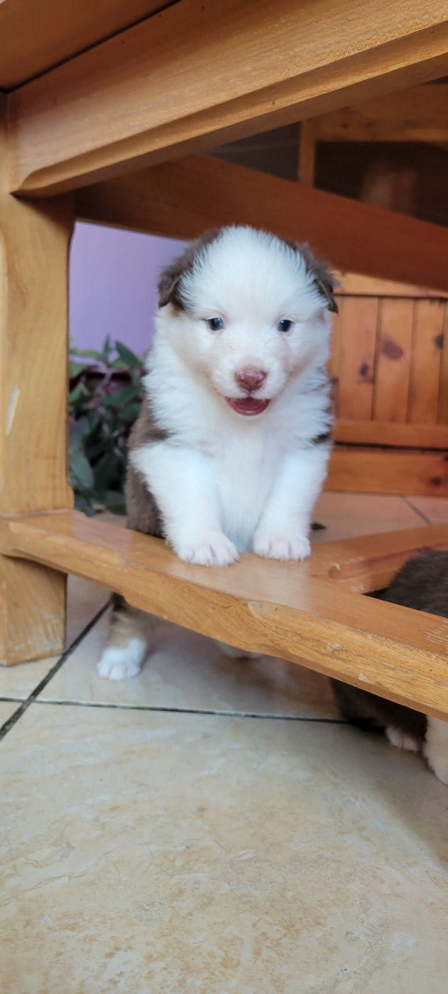 Des Molosses De Timoulys - Chiots disponibles - Berger Américain Miniature 
