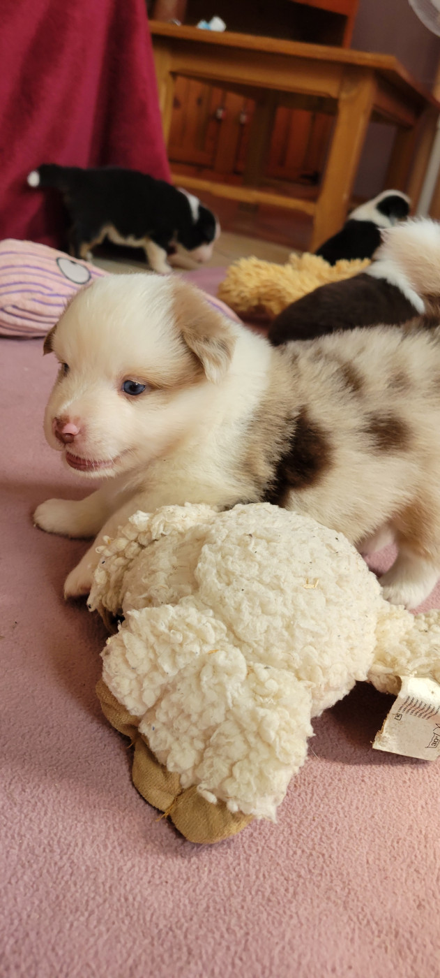 Des Molosses De Timoulys - Chiots disponibles - Berger Américain Miniature 