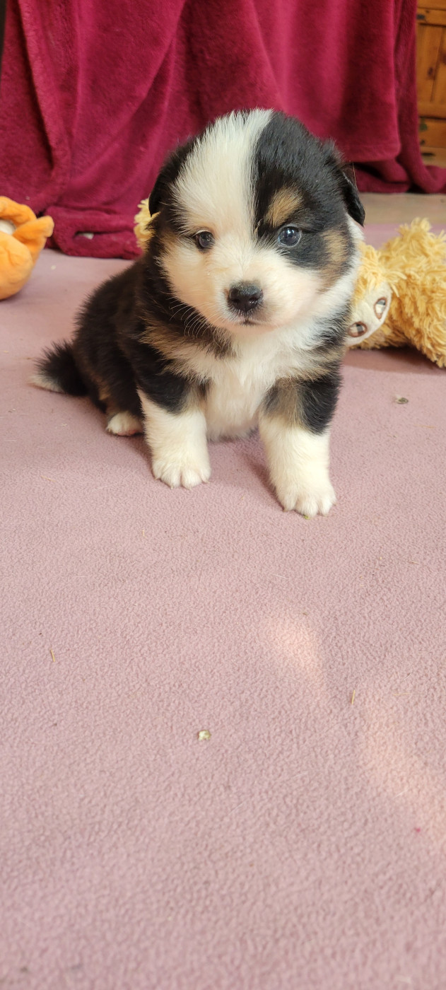 Des Molosses De Timoulys - Chiots disponibles - Berger Américain Miniature 