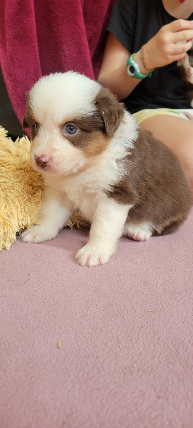 Des Molosses De Timoulys - Chiots disponibles - Berger Américain Miniature 