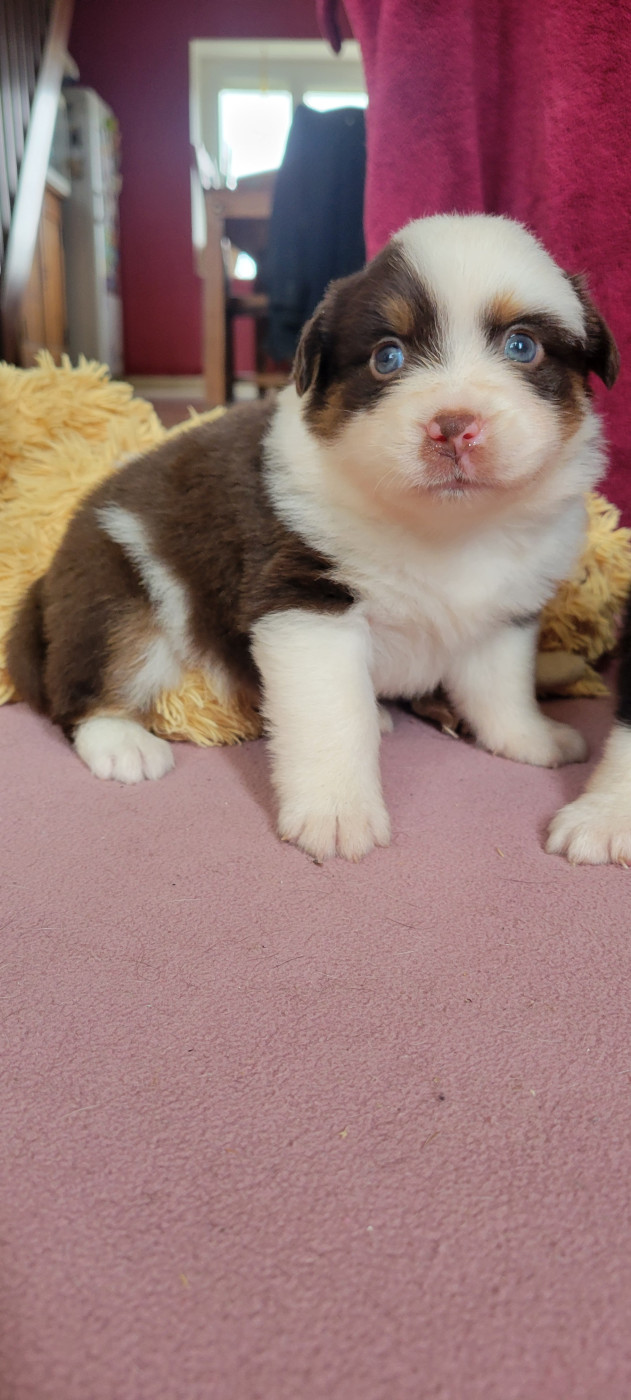 Des Molosses De Timoulys - Chiots disponibles - Berger Américain Miniature 
