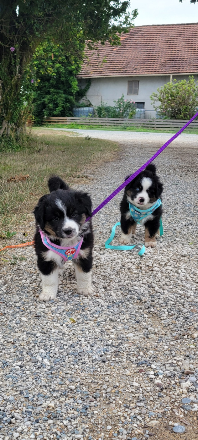 Des Molosses De Timoulys - Chiots disponibles - Berger Américain Miniature 