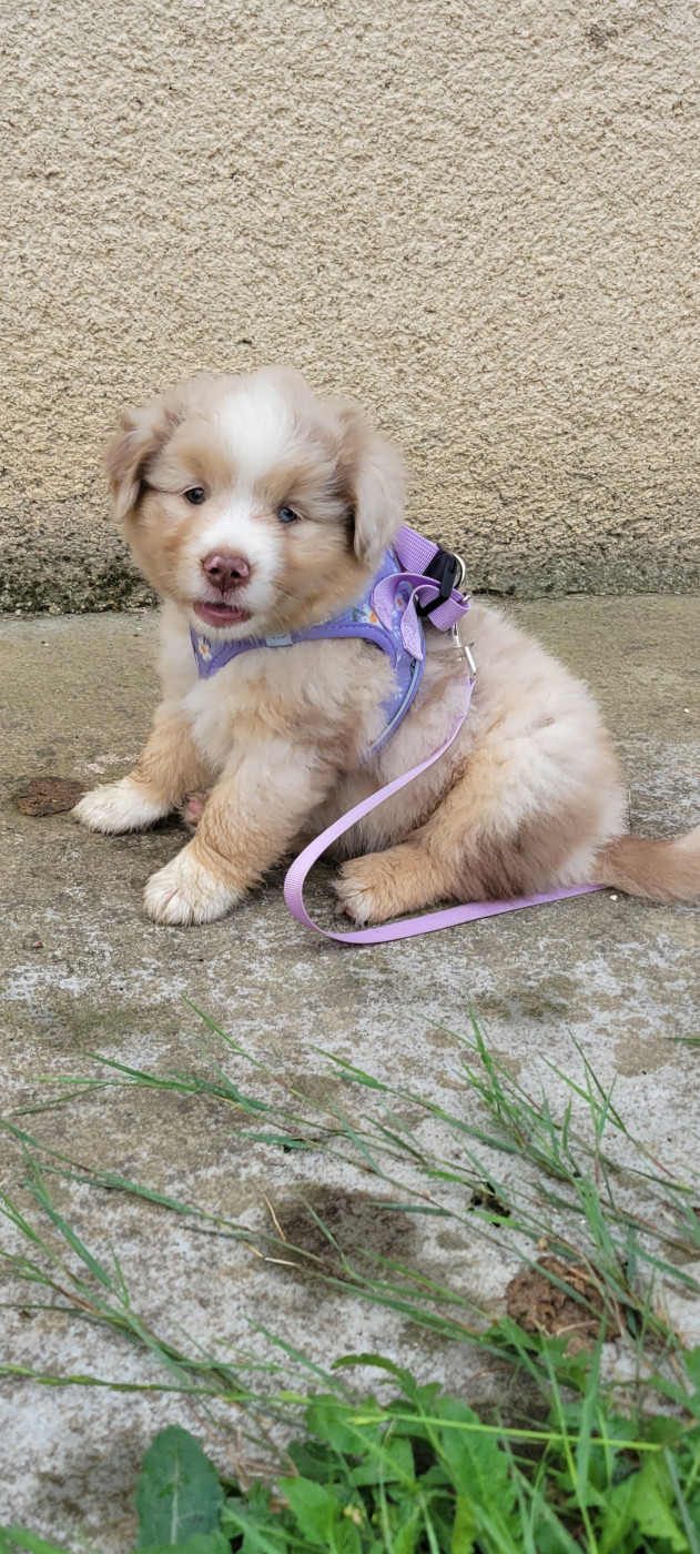 Des Molosses De Timoulys - Chiots disponibles - Berger Américain Miniature 