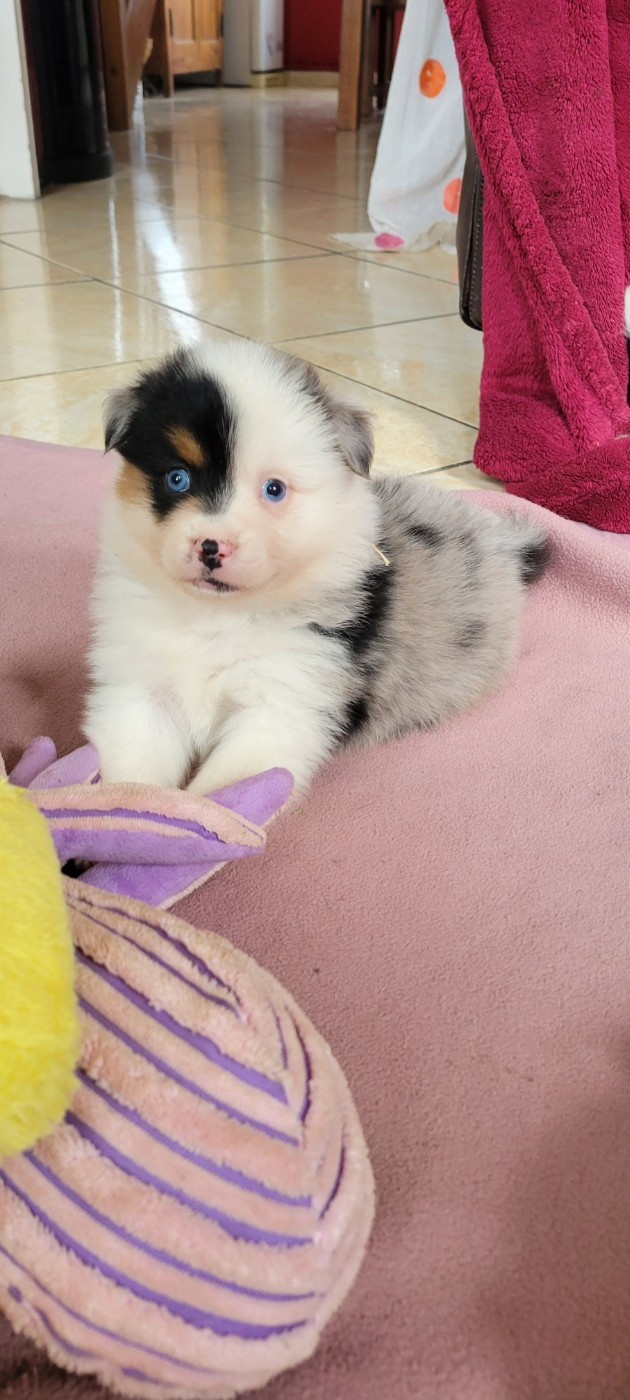 Des Molosses De Timoulys - Chiots disponibles - Berger Américain Miniature 