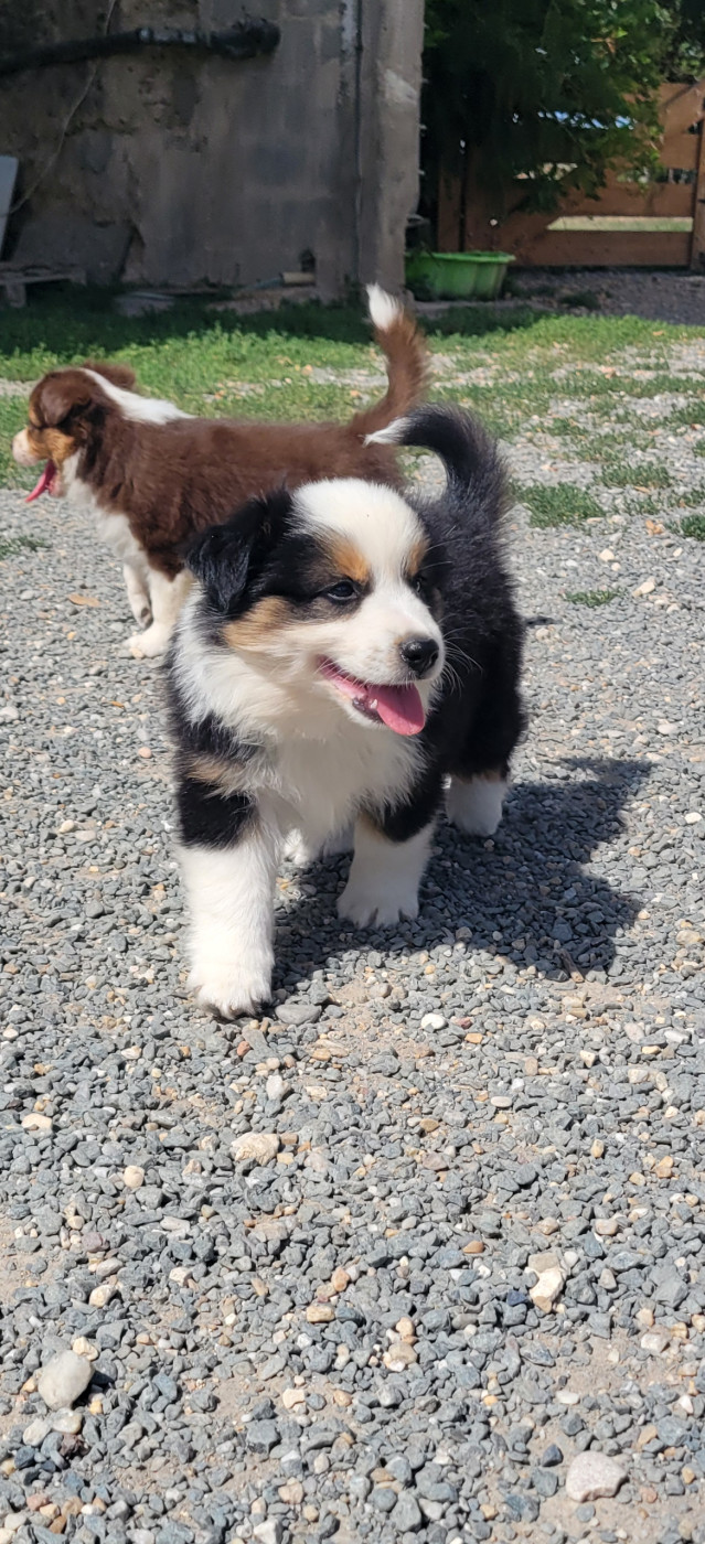 Des Molosses De Timoulys - Chiots disponibles - Berger Américain Miniature 