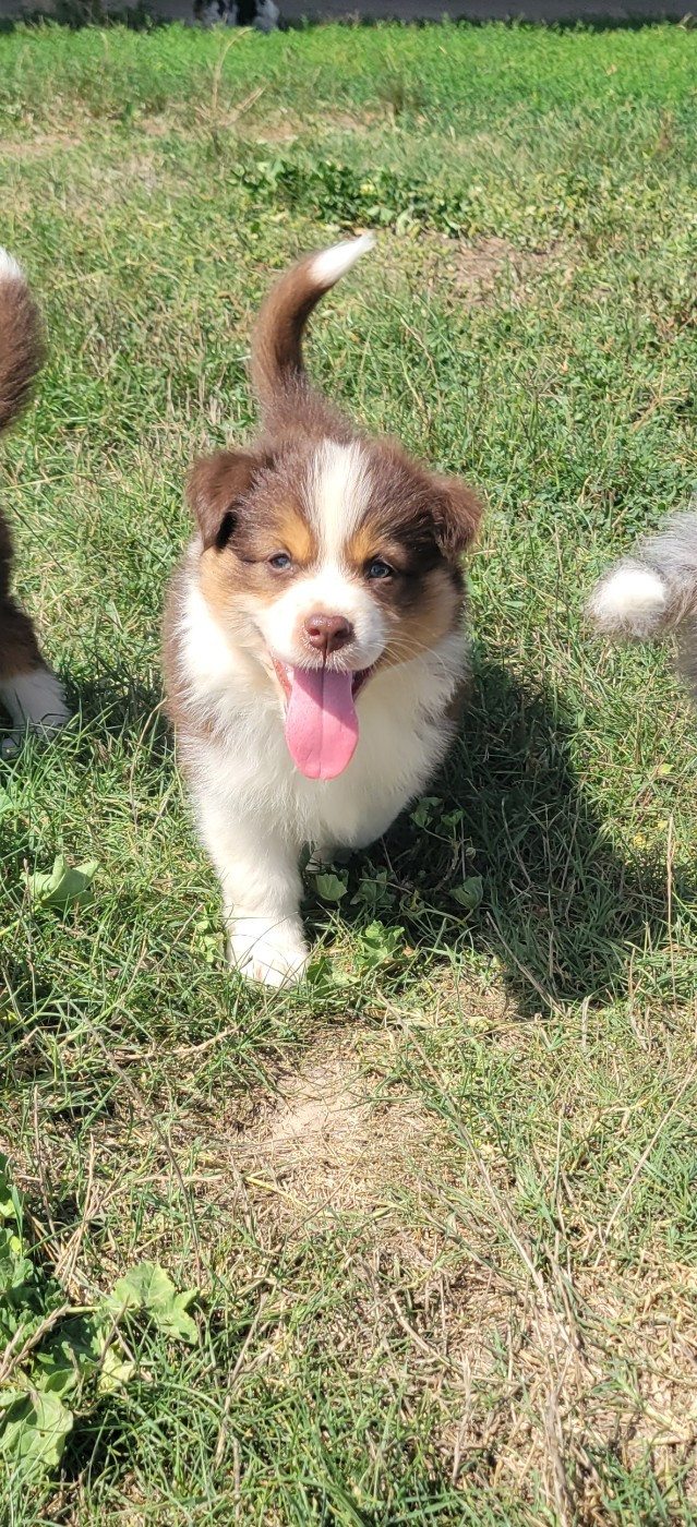 Des Molosses De Timoulys - Chiots disponibles - Berger Américain Miniature 