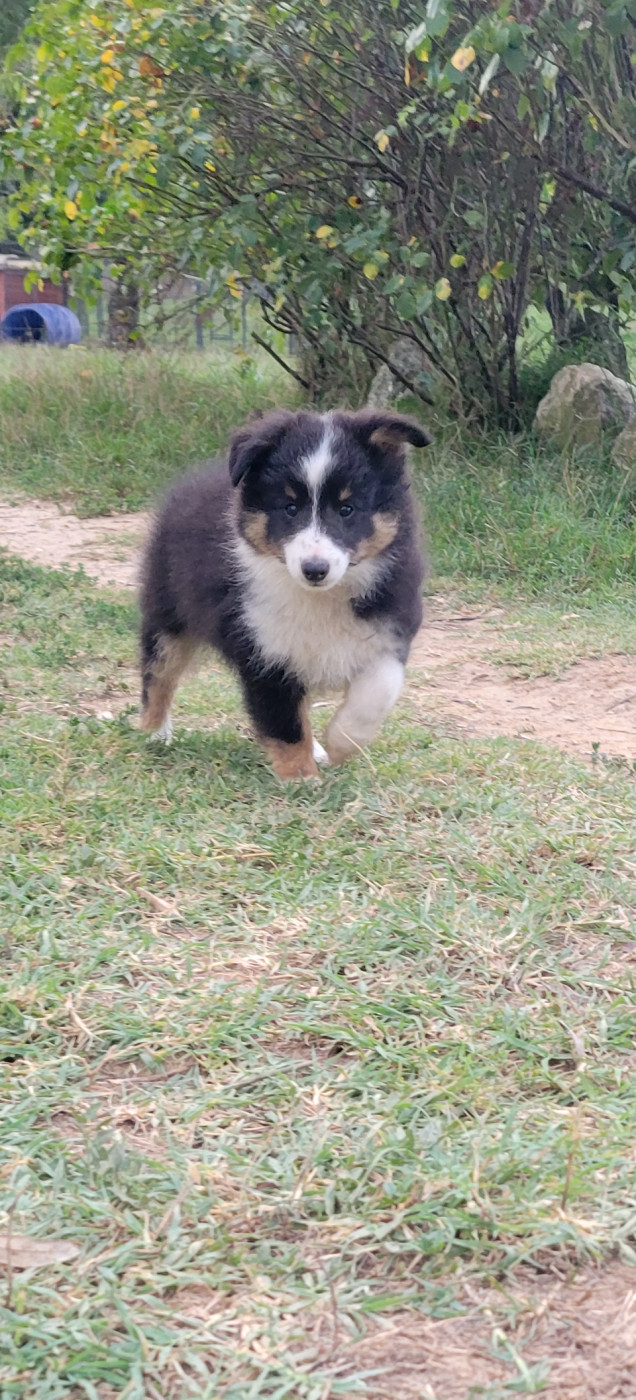 Des Molosses De Timoulys - Chiots disponibles - Shetland Sheepdog
