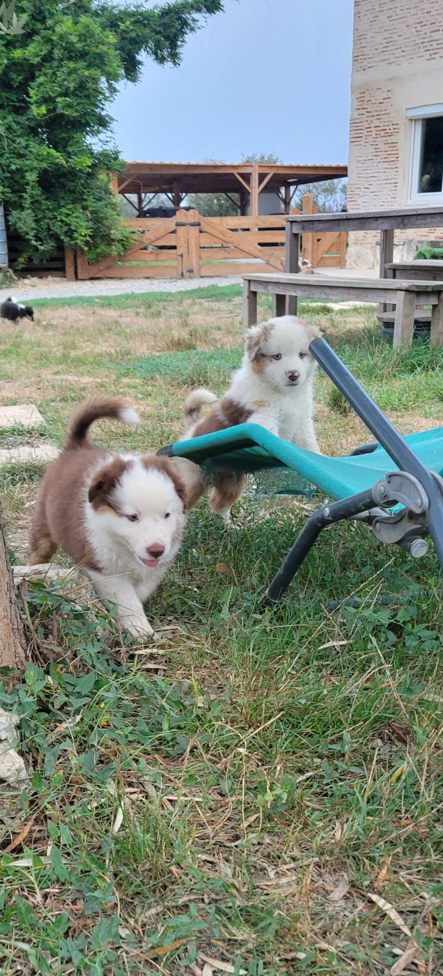 Des Molosses De Timoulys - Chiots disponibles - Berger Américain Miniature 