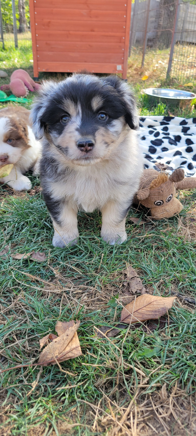Des Molosses De Timoulys - Chiots disponibles - Berger Américain Miniature 