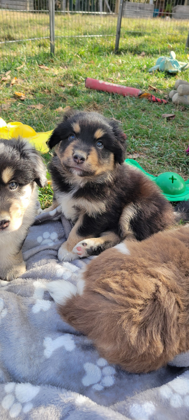 Des Molosses De Timoulys - Chiots disponibles - Berger Américain Miniature 