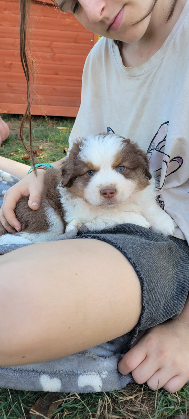 Des Molosses De Timoulys - Chiots disponibles - Berger Américain Miniature 