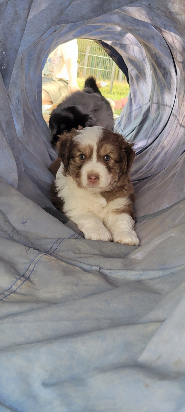Des Molosses De Timoulys - Chiots disponibles - Berger Américain Miniature 