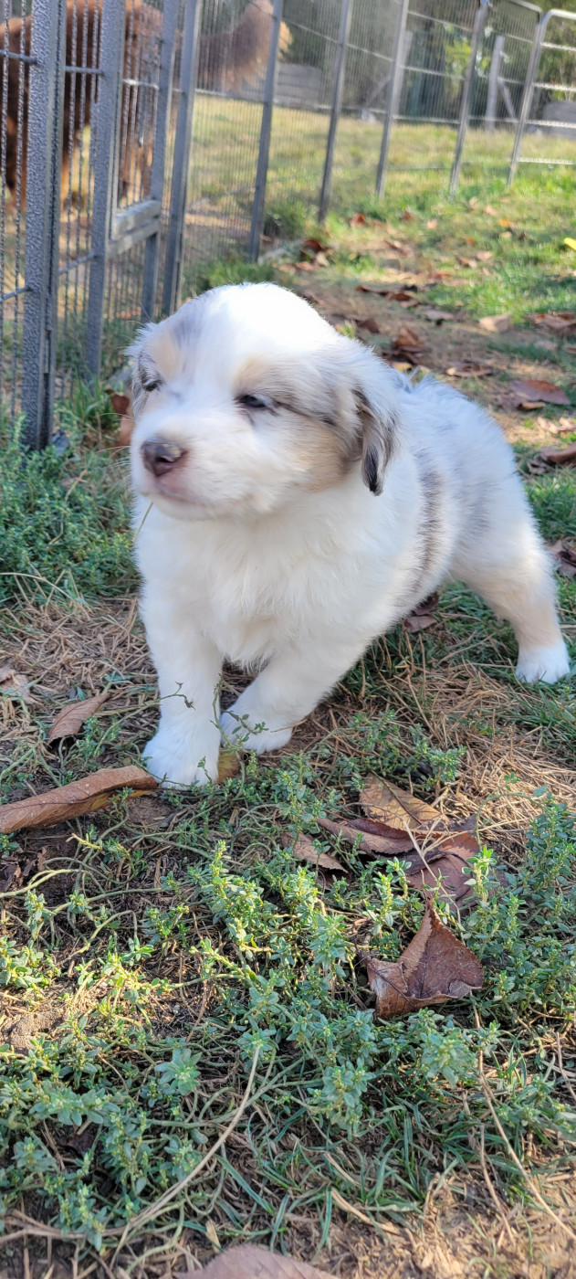 Des Molosses De Timoulys - Chiots disponibles - Berger Américain Miniature 
