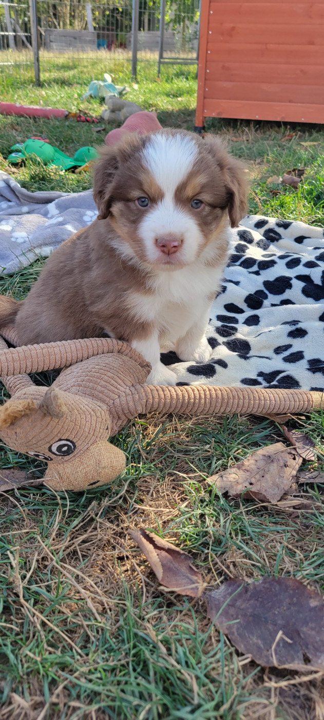 Des Molosses De Timoulys - Chiots disponibles - Berger Américain Miniature 