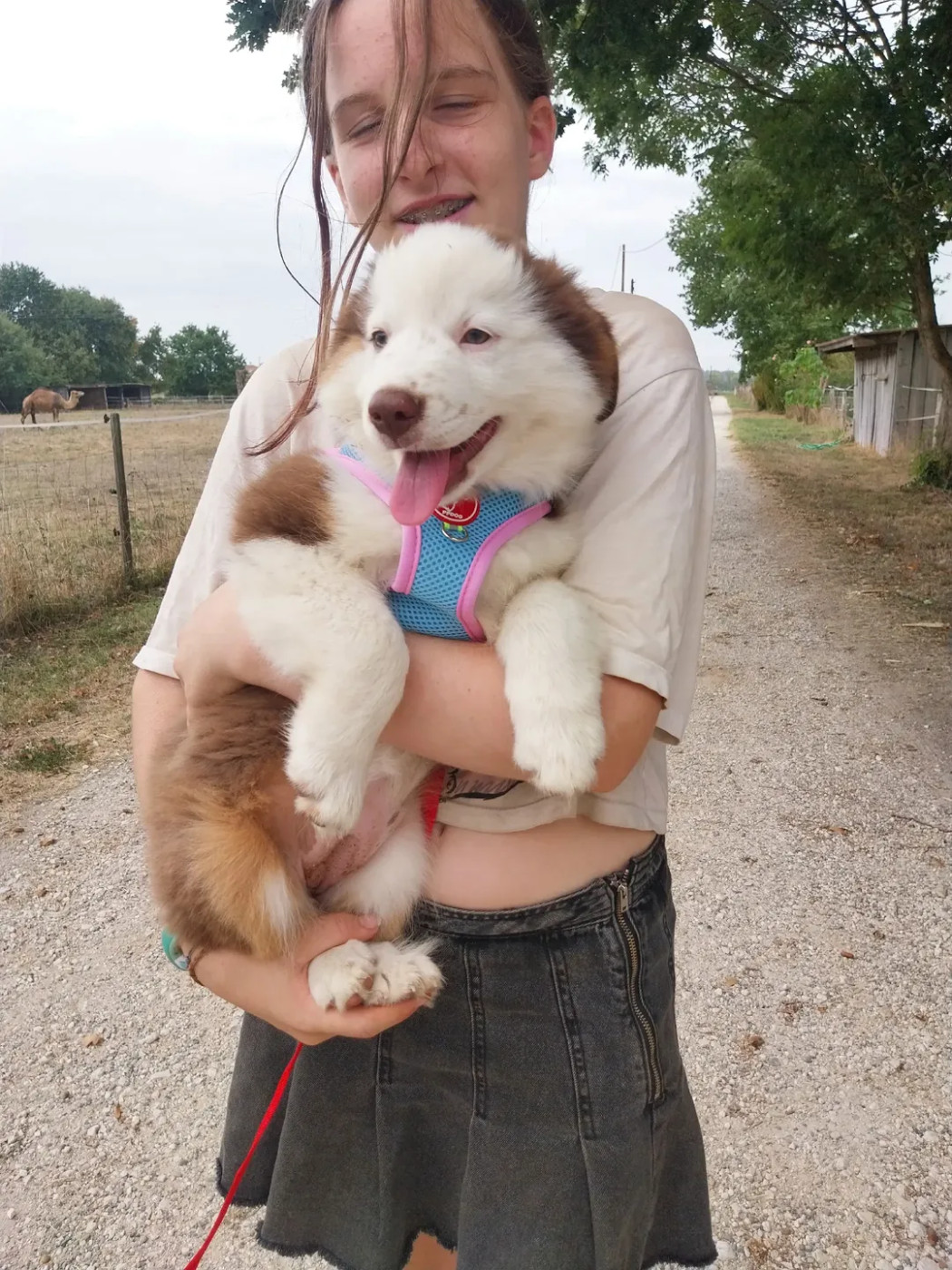 Des Molosses De Timoulys - Chiots disponibles - Berger Américain Miniature 