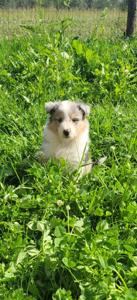Des Molosses De Timoulys - Chiots disponibles - Shetland Sheepdog
