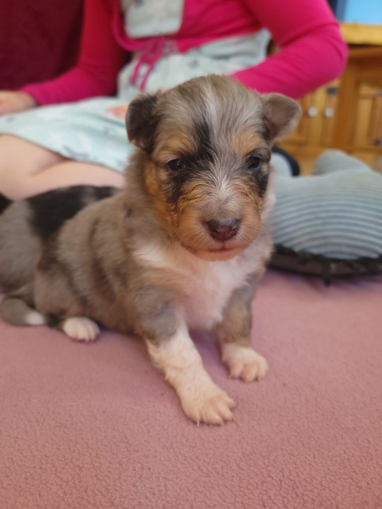 Des Molosses De Timoulys - Chiots disponibles - Shetland Sheepdog