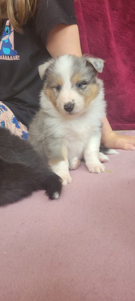 Des Molosses De Timoulys - Chiots disponibles - Shetland Sheepdog