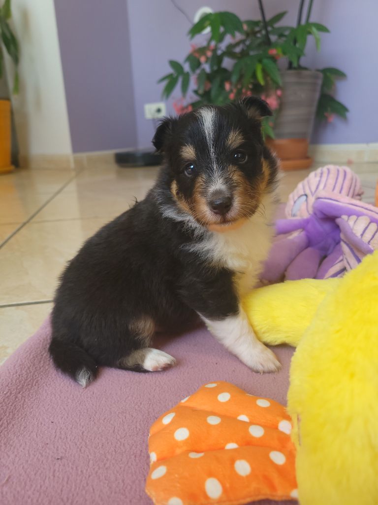 Des Molosses De Timoulys - Chiots disponibles - Shetland Sheepdog