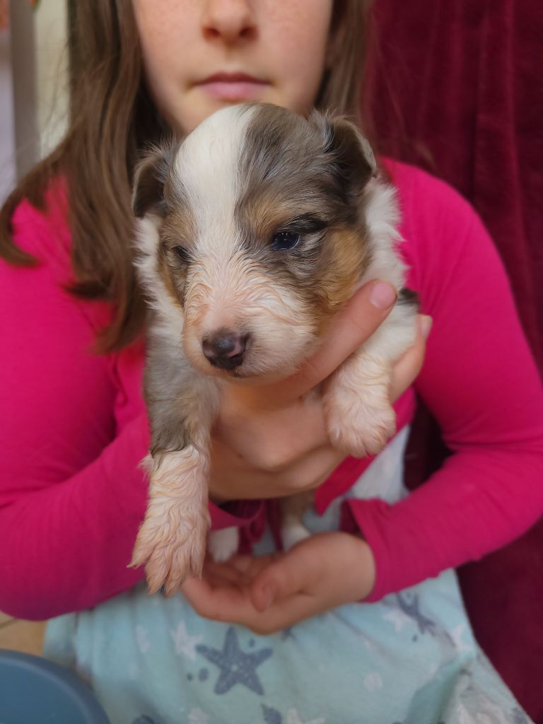 Des Molosses De Timoulys - Chiots disponibles - Shetland Sheepdog