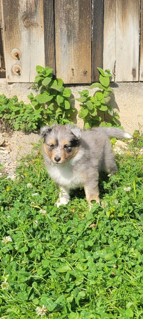 Des Molosses De Timoulys - Chiots disponibles - Shetland Sheepdog