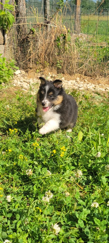 Des Molosses De Timoulys - Chiots disponibles - Shetland Sheepdog