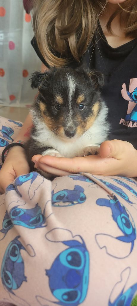 Des Molosses De Timoulys - Chiots disponibles - Shetland Sheepdog