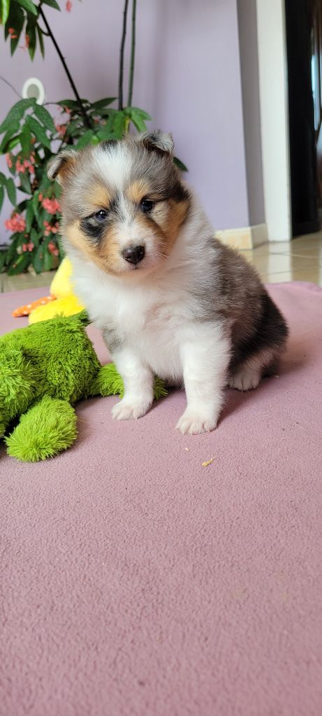 Des Molosses De Timoulys - Chiots disponibles - Shetland Sheepdog