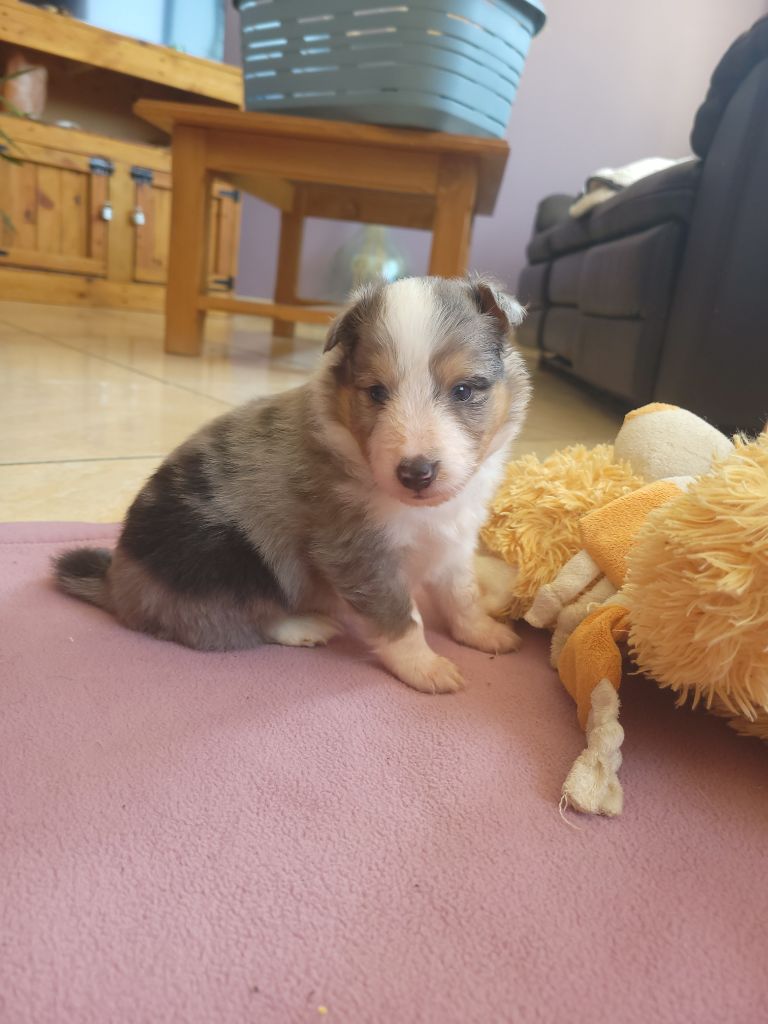 Des Molosses De Timoulys - Chiots disponibles - Shetland Sheepdog