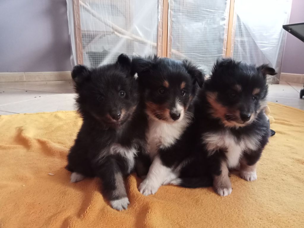 Des Molosses De Timoulys - Shetland Sheepdog - Portée née le 27/09/2023