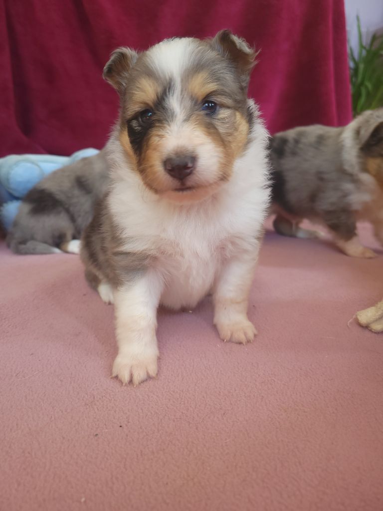 Des Molosses De Timoulys - Chiots disponibles - Shetland Sheepdog