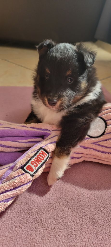 Des Molosses De Timoulys - Chiots disponibles - Shetland Sheepdog