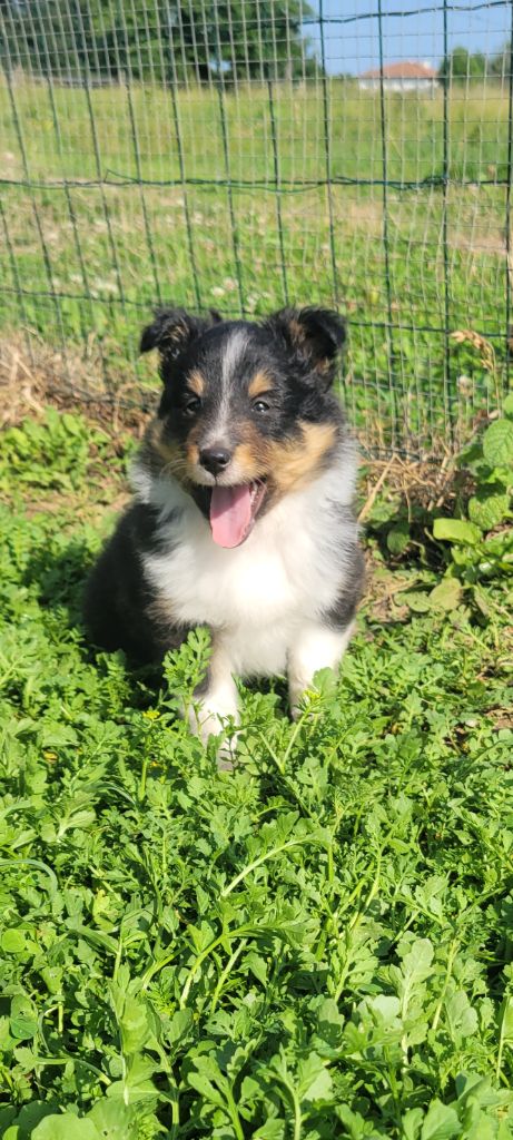 CHIOT 3