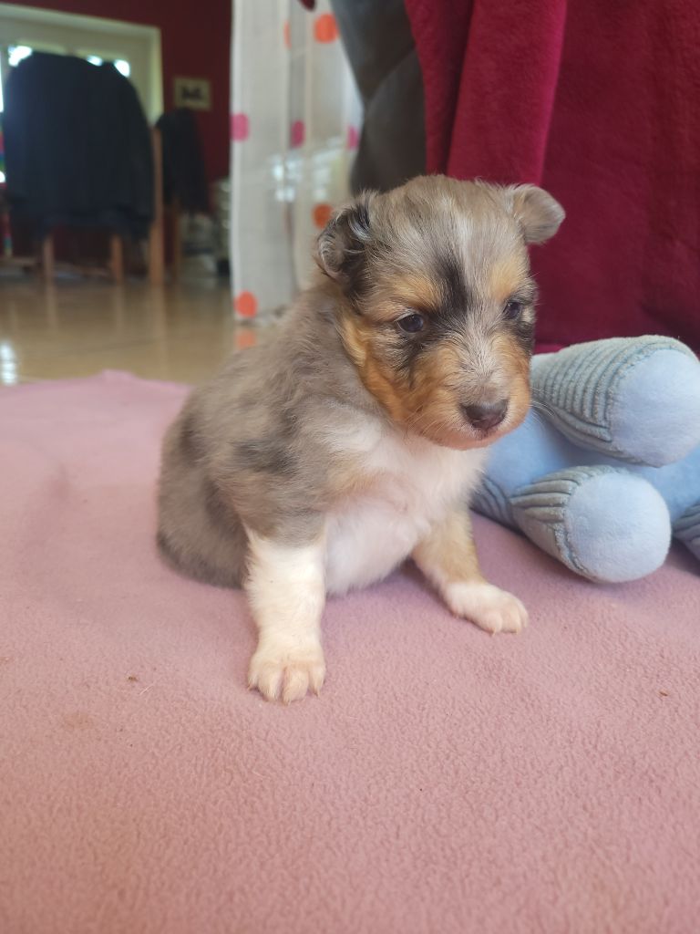 Des Molosses De Timoulys - Chiots disponibles - Shetland Sheepdog