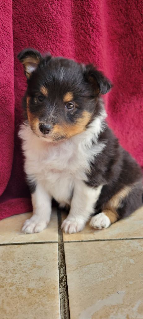 Des Molosses De Timoulys - Chiots disponibles - Shetland Sheepdog