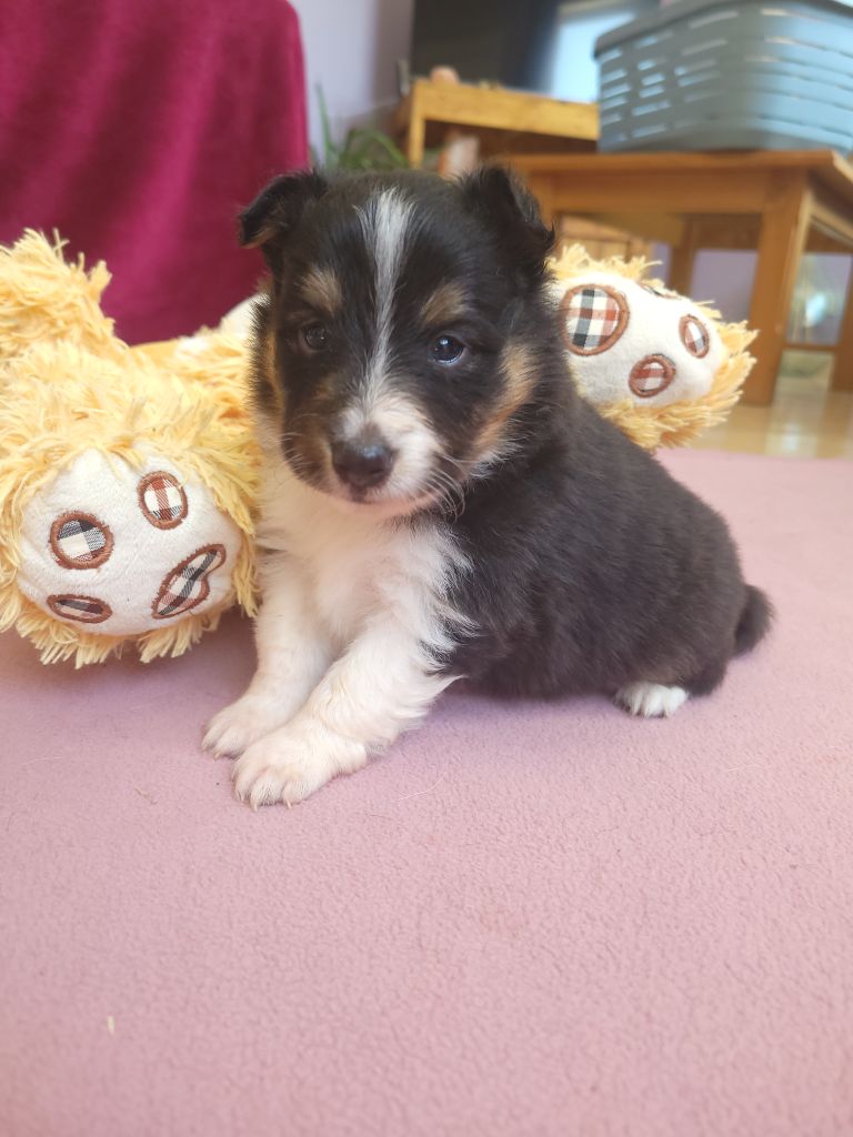 Des Molosses De Timoulys - Chiots disponibles - Shetland Sheepdog